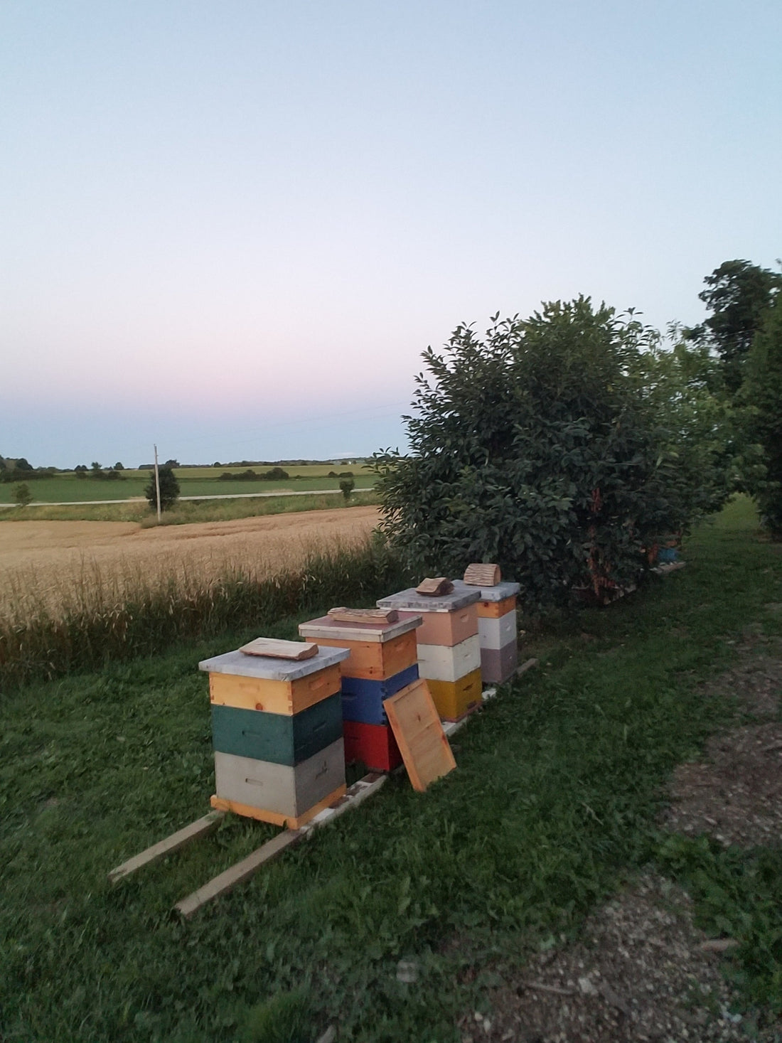 Hope, Hard Work, and Harvest