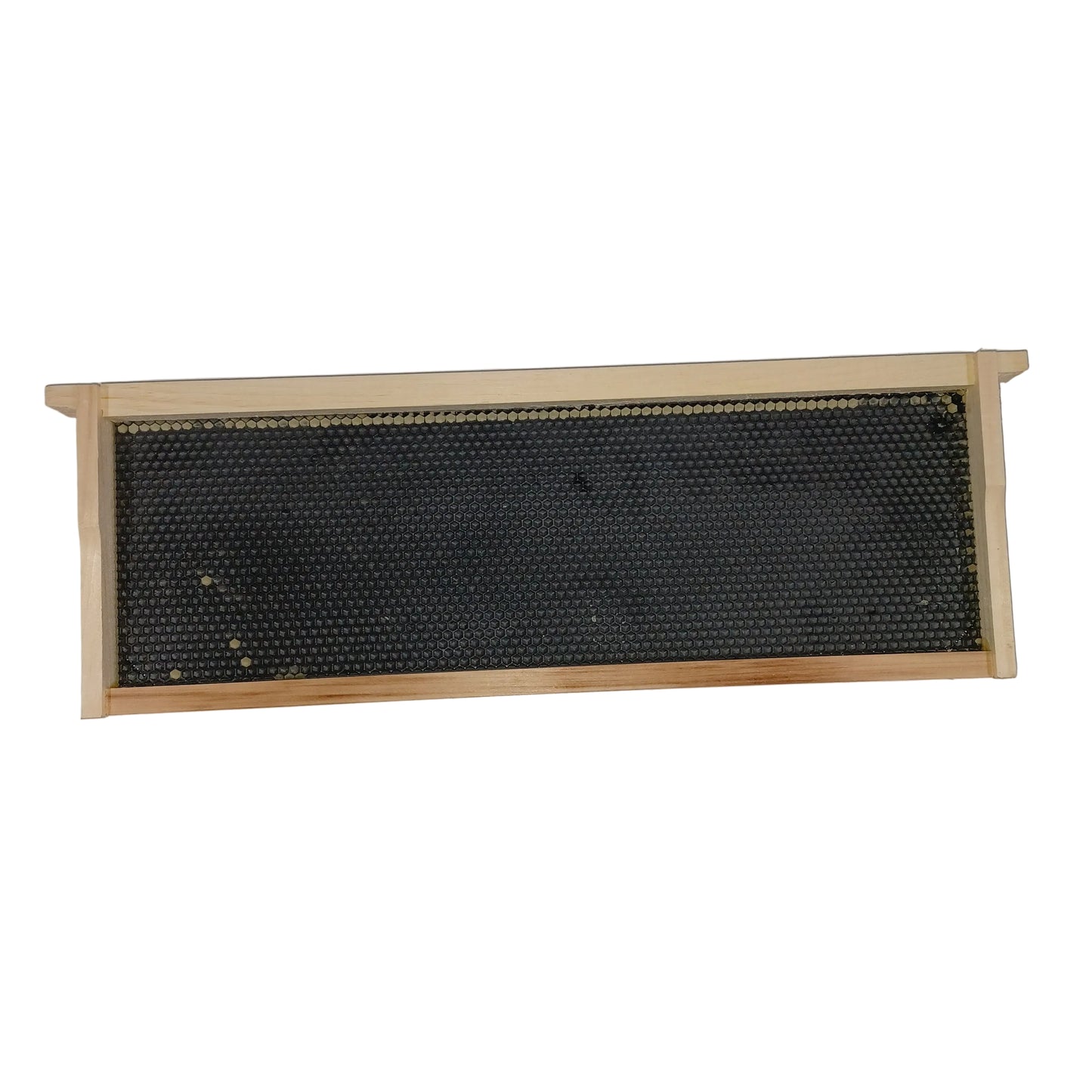 6 1/4" Medium Frames with Acorn Foundation