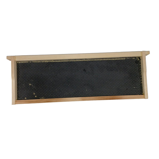 6 1/4" Medium Frames with Acorn Foundation